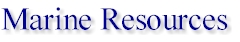 marine.jpg (11106 bytes)